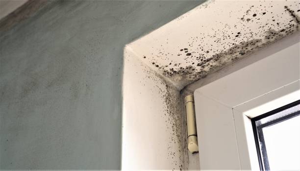  Wasilla, AK Mold Removal Pros