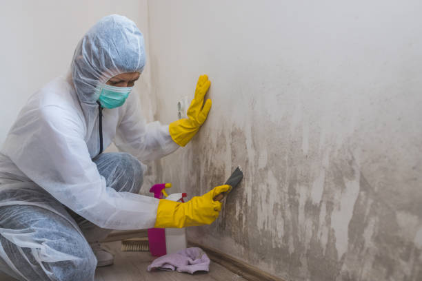 Best Mold Removal for HVAC Installations  in Wasilla, AK