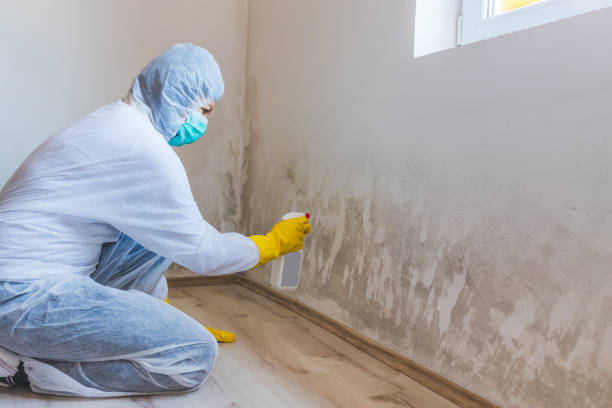 Asbestos and Lead Testing During Mold Inspection in Wasilla, AK