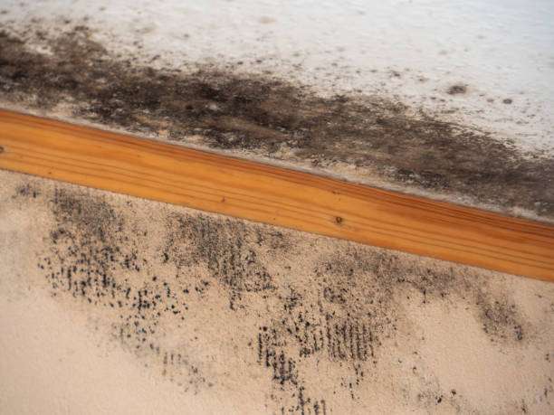 Best HVAC Mold Inspection and Cleaning  in Wasilla, AK