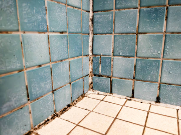 Best Environmental Consulting for Mold Prevention  in Wasilla, AK