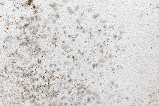 Best Commercial Mold Inspection  in Wasilla, AK