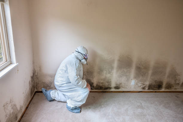 Best Crawl Space Mold Remediation  in Wasilla, AK